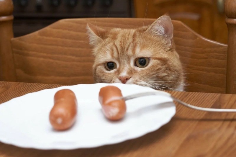 Создать мем: котик с едой, кот просит еду, сосиски