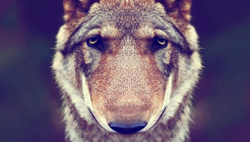 Создать мем: волк волк, волк половина морды, красивый волк