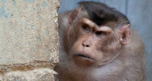 Create meme: monkey, monkey, photo monkey scratches his head