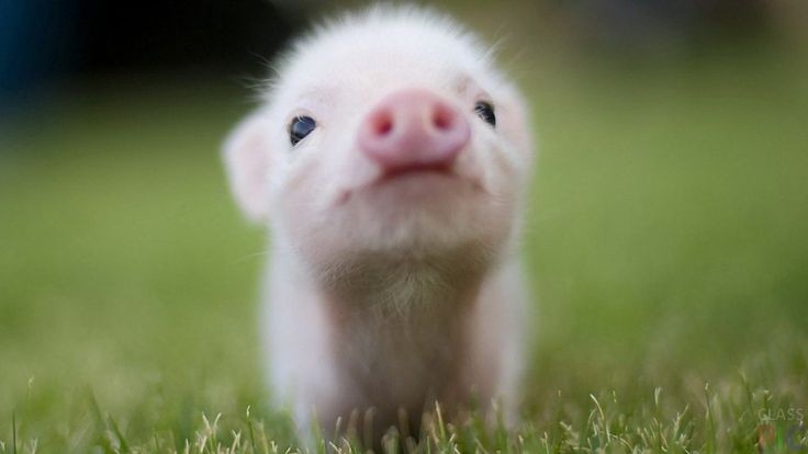 Create meme: mini piggies, pigs, mini pig