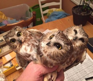 Create meme: owlet, owl, cute owl