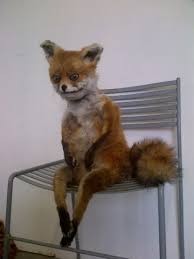 Create meme: the fox is sitting on a chair, uporotyh Fox, a fox on a chair