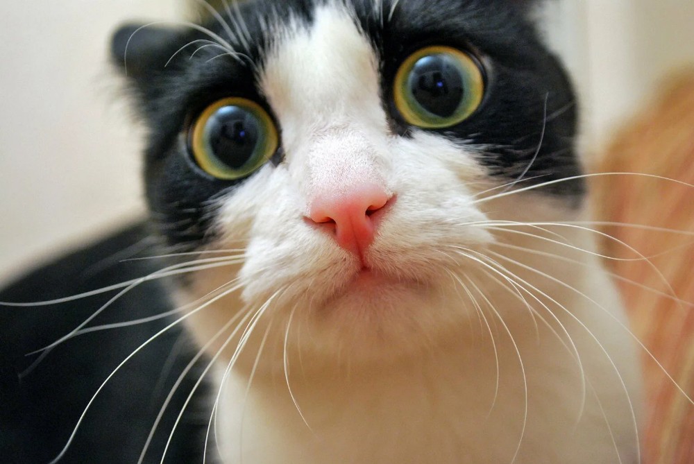 Create meme: the frightened cat, cats are funny, the surprised cat 