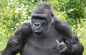Create meme: photo of a gorilla, gorilla monkey, gorilla funny
