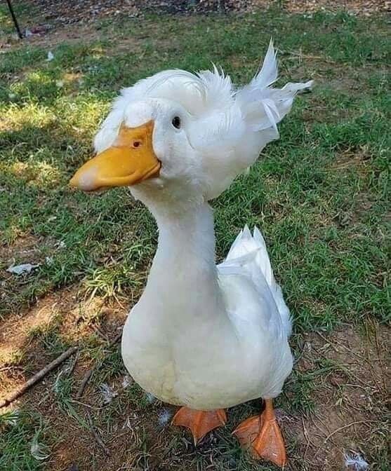 Create meme: duck duck, duck white, crested duck