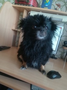 Create meme: dog black, Cheboksary Pekingese, Pomeranian