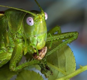Create meme: green grasshopper, grasshopper 