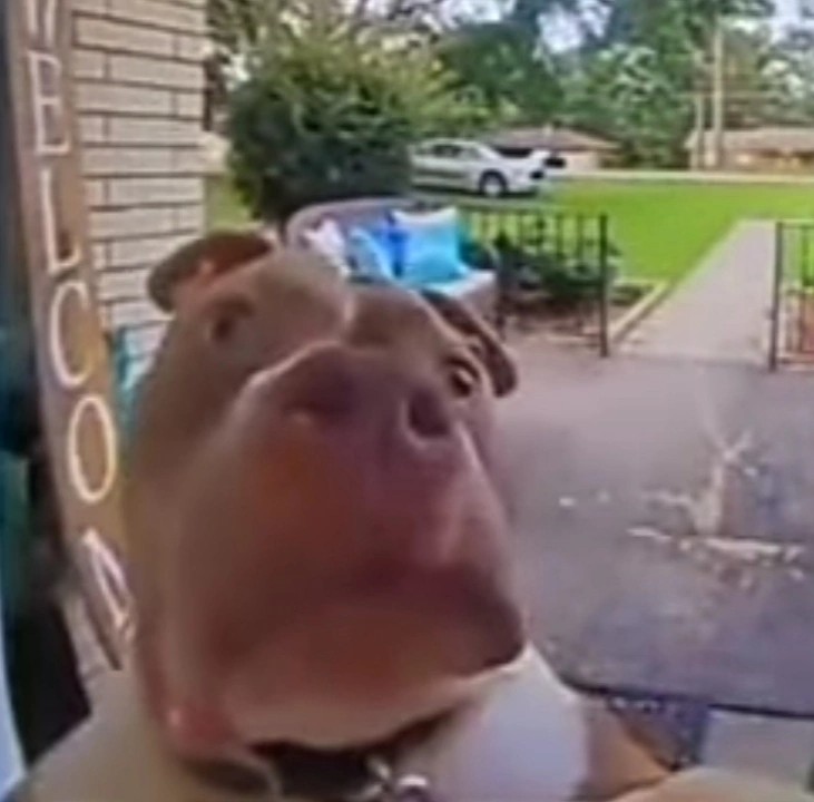 Create meme: dog rings doorbell, pitbull, carbon monoxide stories