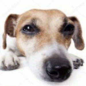 Create meme: happy dog, dog Jack Russell, dog Jack Russell Terrier