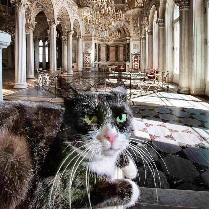 Create meme: The cat in the Hermitage, Hermitage cats, Hermica cats of the Hermitage