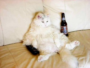 Create meme: cat with beer and dumplings, cat, drunk cat