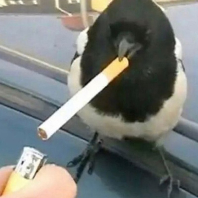 Create meme: a bird with a cigarette, A magpie with a cigarette, The bird smokes