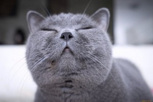 Create meme: winking cat, British, British Shorthair