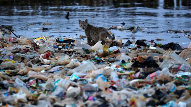 Создать мем: загрязнение океана пластиком, кот на помойке, кошка на помойке