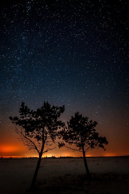 Create meme: pine trees at night, The sky is starry, sky night