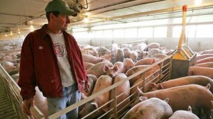 Create meme: pig farm, breeding pigs