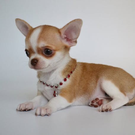 Create meme: Chihuahua puppies , dwarf chihuahua, shorthair chihuahua