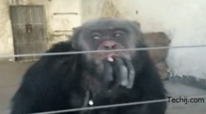 Create meme: monkey, the monkey smokes, Smoking monkey