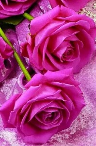 Создать мем: открытки с розами для женщины, цветы, красивые розы для женщины