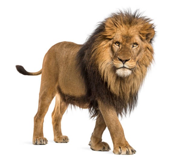 Create meme: The animal is a lion, a lion on a transparent background, Leo the lion