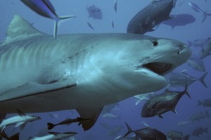 Create meme: amazing facts, tiger shark