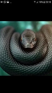 Create meme: king Cobra vs black Mamba, GIF snake black Mamba, snakes black Mamba