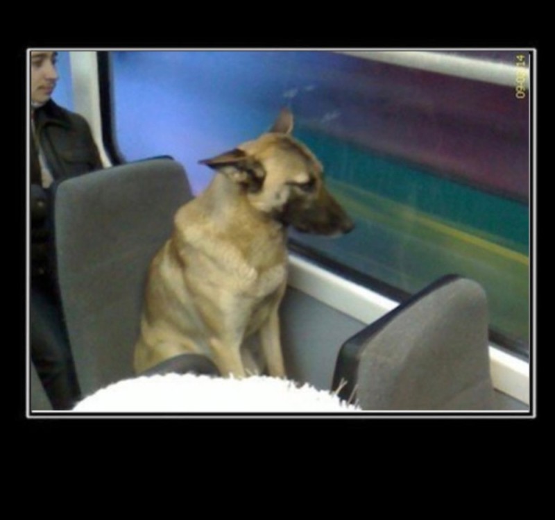 Create meme: the dog on the bus, A dog on a tram, The dog is a passenger