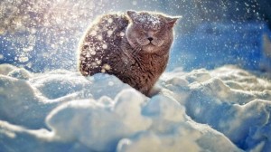 Создать мем: кот зимой, британский кот в снегу, зимние коты