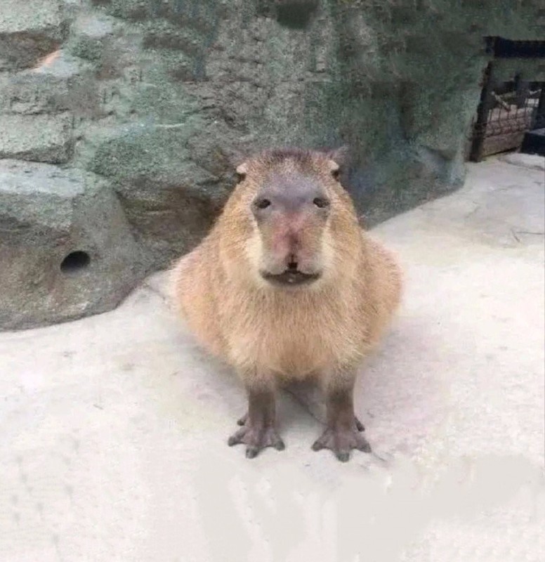 Create meme: capybara is funny, little capybara, a pet capybara