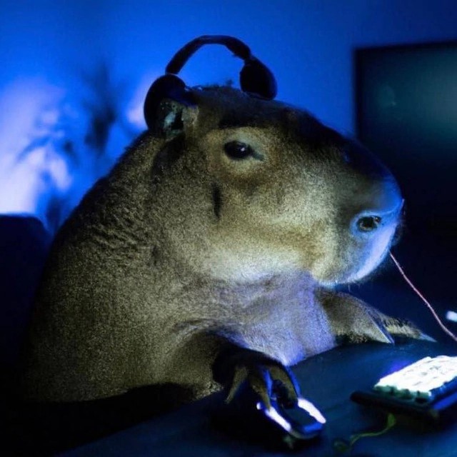 Создать мем: животное капибара, capybara, tiktok viral