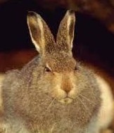 Create meme: rabbit ears, hare hare, muzzle of the rabbit