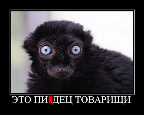 Create meme: black lemur, eulemur flavifrons, Friday is funny