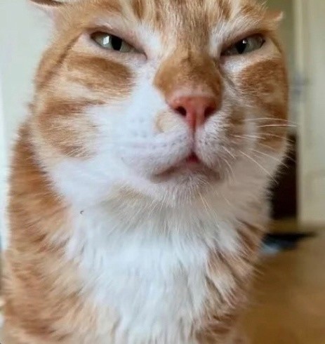 Create meme: funny cat faces, brazen red cat, cat 