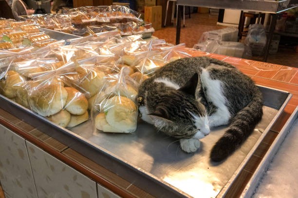 Create meme: cat bread, cat , cat 