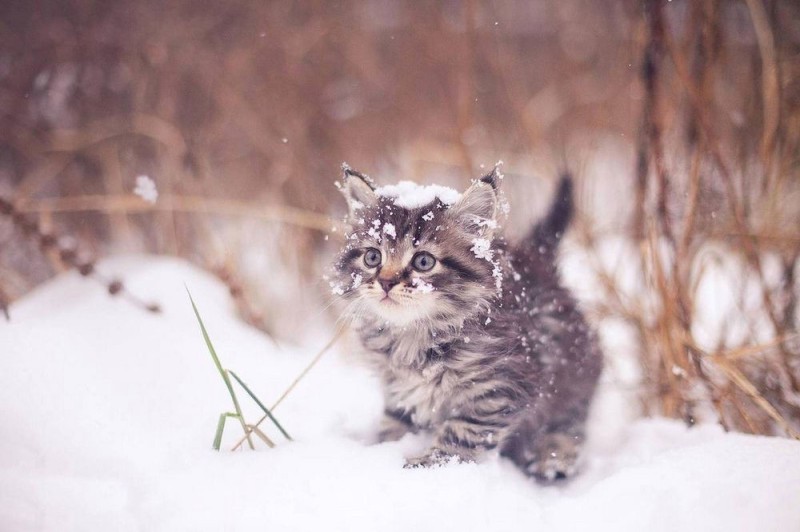 Create meme: winter cat, winter cats, winter cat