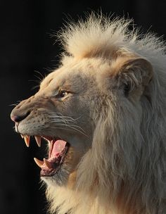 Create meme: white lions, The albino lion, The white Lions of Timbawati