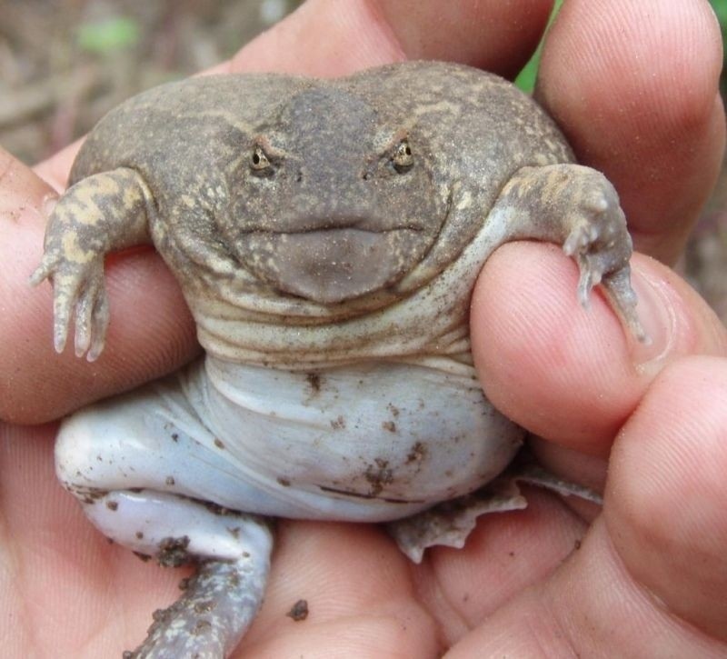 Create meme: glyphoglossus molossus frog, toad frog, toad