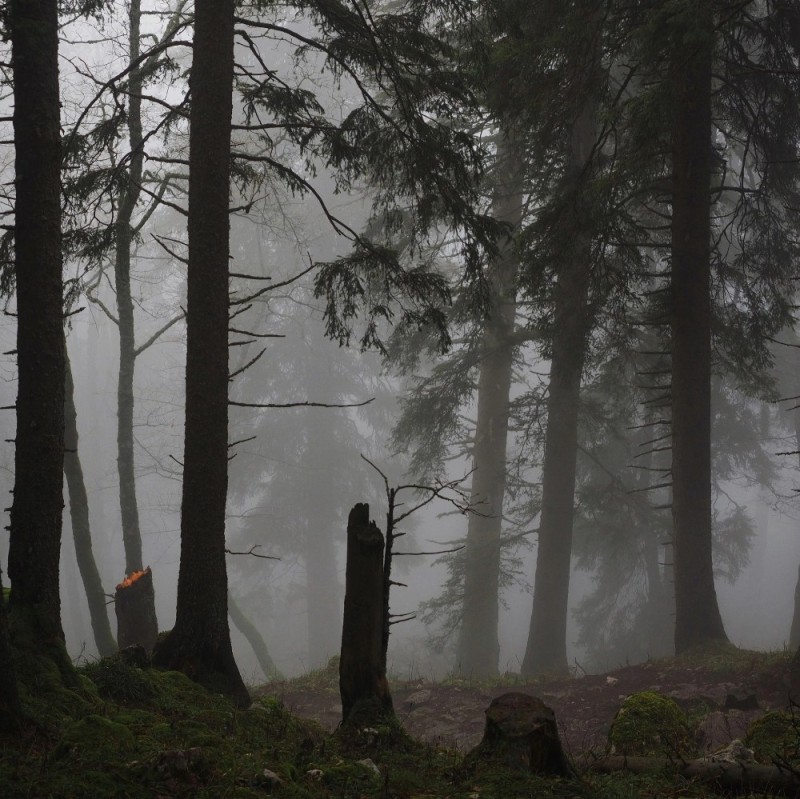 Create meme: forest , nature fog, coniferous forest in fog