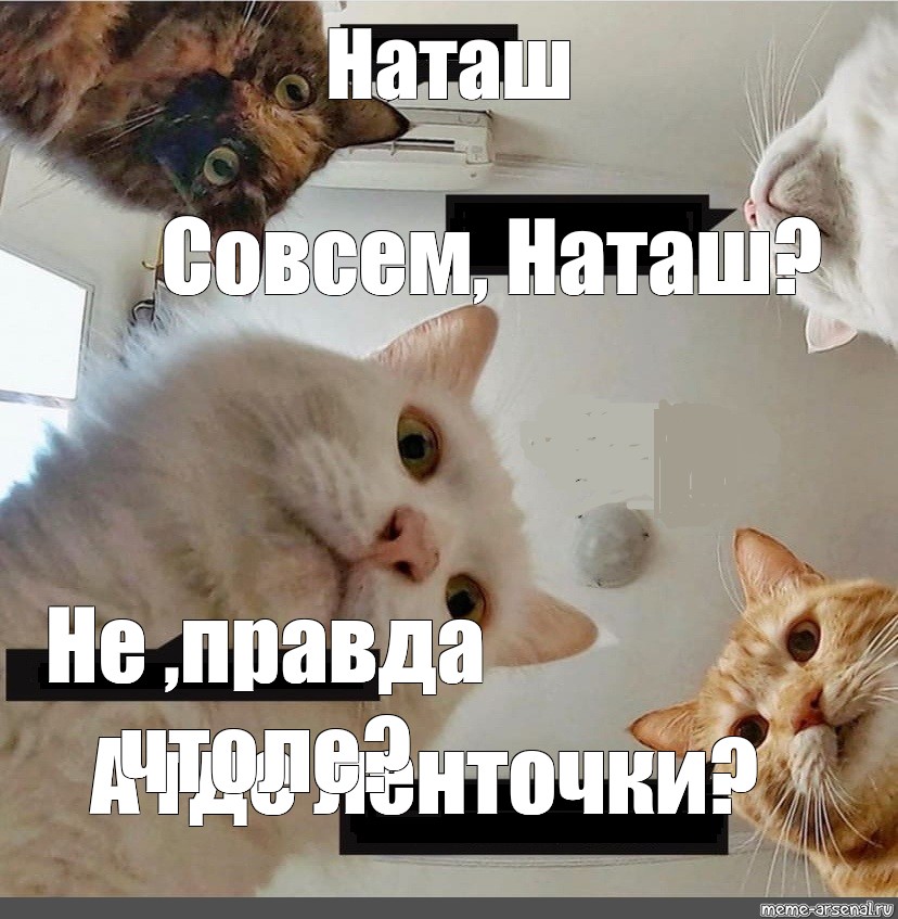 Рождение правды. Наташа Мем. Наташа это правда котики. Наташа кушает. Мем с кошками и Наташей.