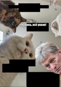 Создать мем: мемы животные, мем кошка, мемы котики