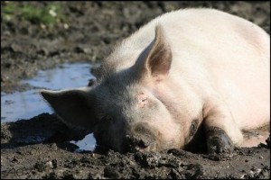 Создать мем: хрюшка, большая свинья, свинья лежит в грязи
