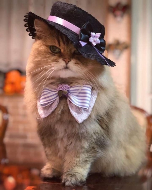 Создать мем: буона кошка, котик, котенок в шляпе