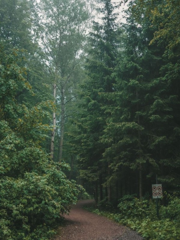 Create meme: aesthetics of rain in the forest, a path in the forest, foggy coniferous forest