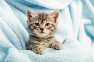 Create meme: kitty boy, kitties, kitten grey