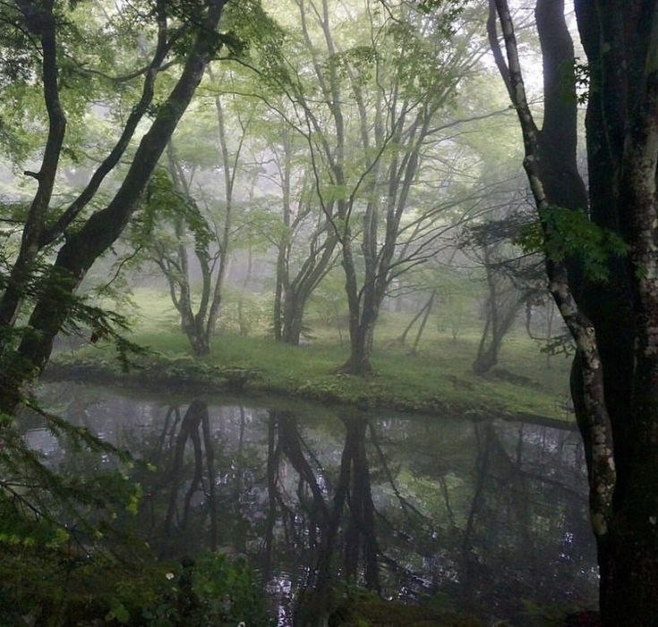 Create meme: forest fog, nature landscape, landscape fog