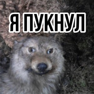 Create meme: wolf wolf wolf meme, fiercely the wolf, wolf wolf