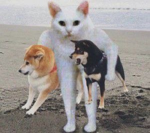 Create meme: Shiba inu dog, dog pet, akita shiba inu