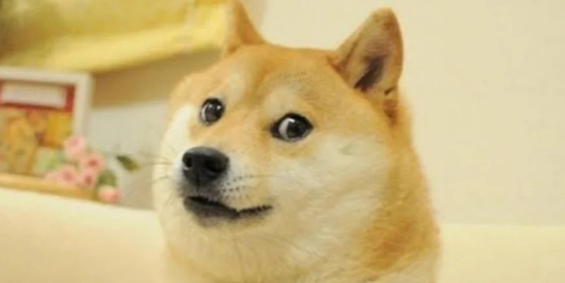 Create meme: dog , Shiba Inu dog, shiba inu