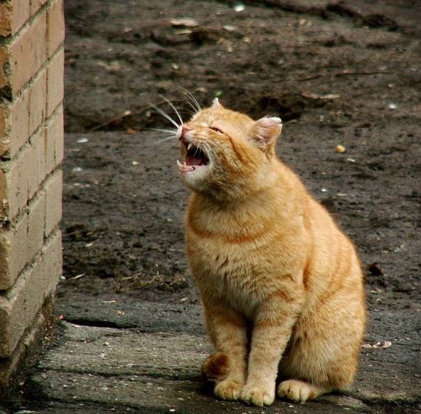 Создать мем: наглый рыжий кот, котик зевает, орущий кот