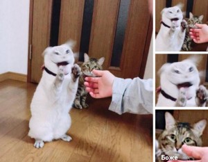 Create meme: hilarious pictures with animals, cat from meme 2018, cat